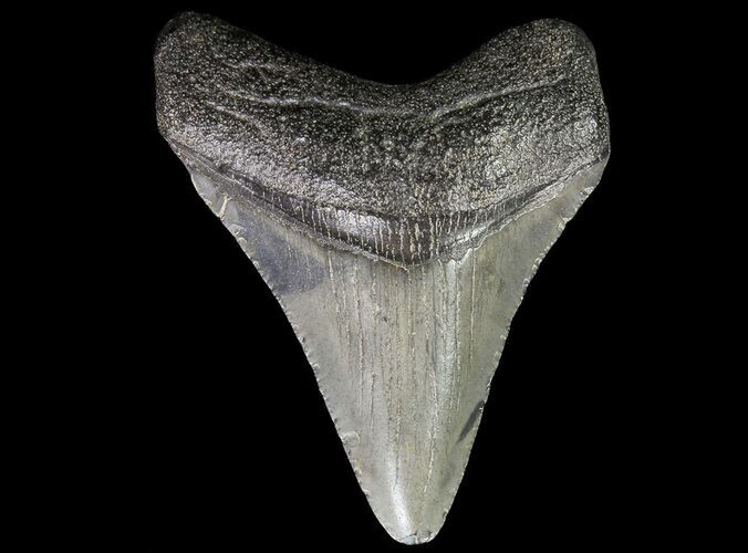 Juvenile Megalodon Tooth - South Carolina #74252
